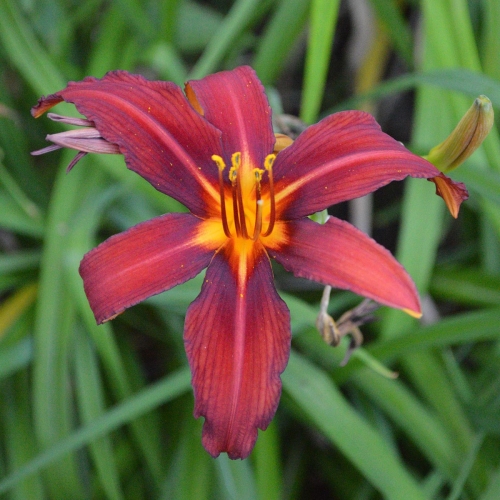 Daylily-Crimson-Pirate-1200x-DSC 1659