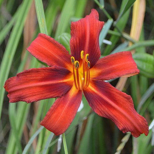 Daylily-Crimson-Pirate-1200x-DSC 2340