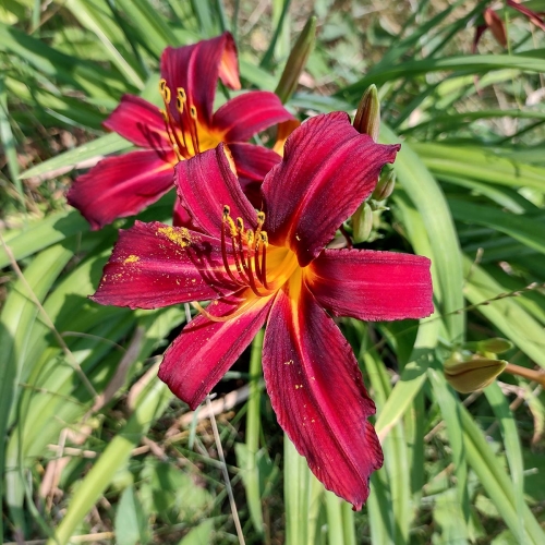 Daylily-Crimson-Pirate-1200x-IMG 20210717 104253553 HDR