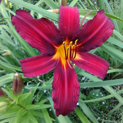 Daylily-Crimson-Pirate-1200x-IMG 20210721 164813288