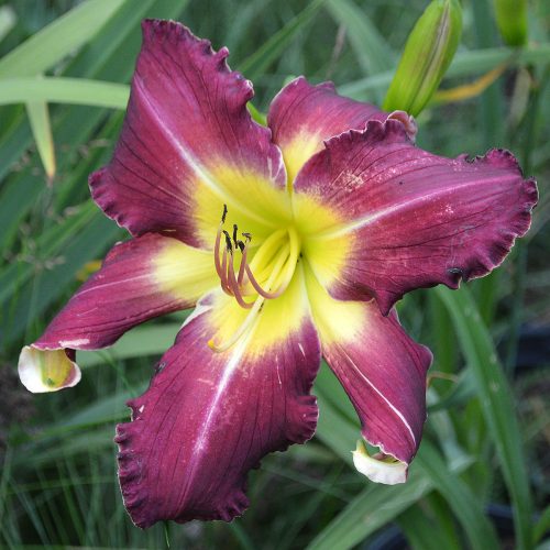 Daylily (Hemerocallis) Damsel in Distress, tetraploid
