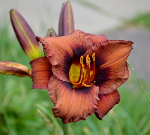 Daylily-Dare-To-Be-Different-1200h-DSC 0960