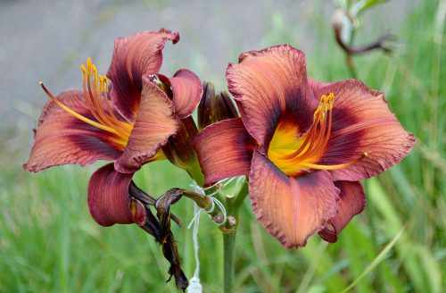 Daylily-Dare-To-Be-Different-1200h-DSC 1500
