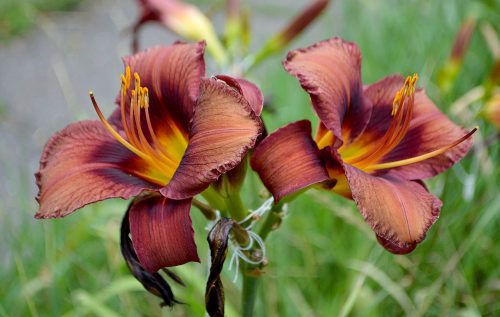 Daylily-Dare-To-Be-Different-1200h-DSC 1509