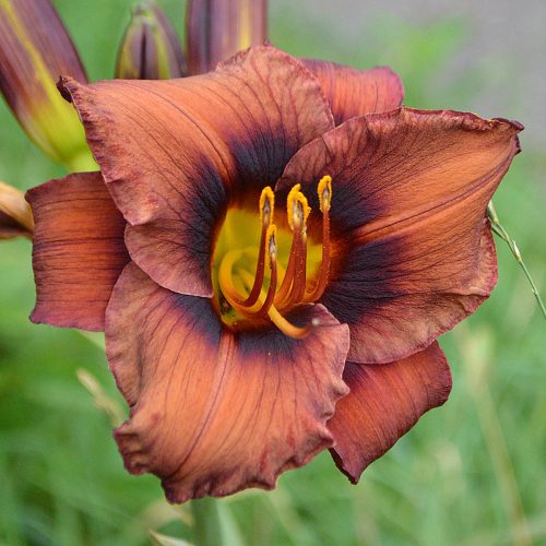 Daylily (Hemerocallis) Dare To Be Different