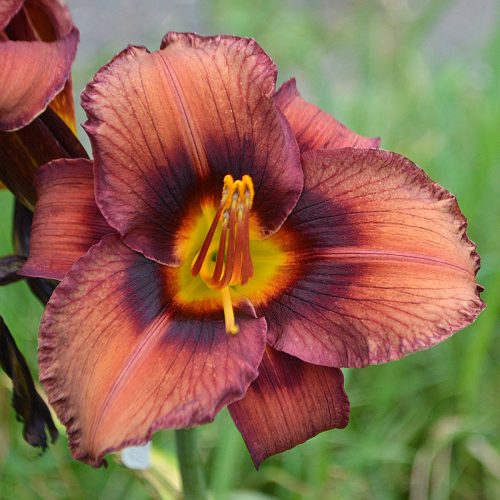 Daylily-Dare-To-Be-Different-1200x-DSC 1502