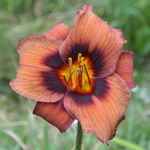 Daylily-Dare-To-Be-Different-1200x-DSC 2159