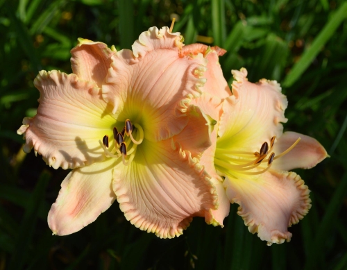 Daylily-Daughter-Of-The-King-1200h-DSC 0173