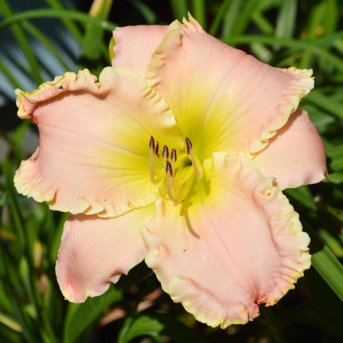 Daylily-Daughter-Of-The-King-1200x-DSC 0382