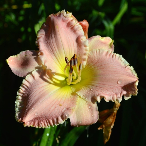 Daylily-Daughter-Of-The-King-1200x-DSC 0649