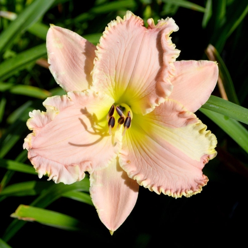 Daylily-Daughter-Of-The-King-1200x-DSC 0668