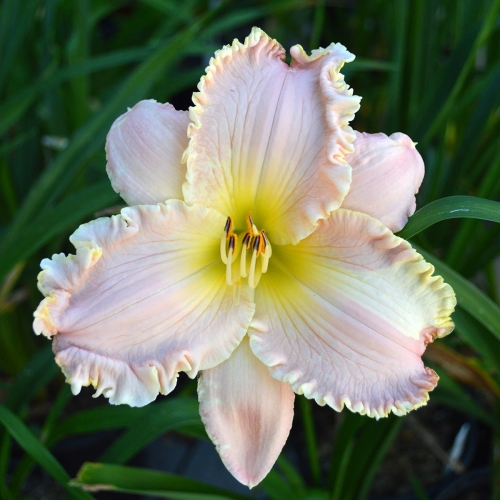 Daylily-Daughter-Of-The-King-1200x-DSC 0706