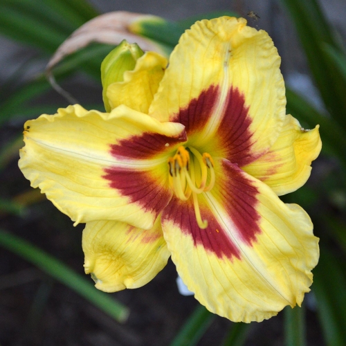 Daylily-Dead-Eye-Dick-1200x-DSC 0011
