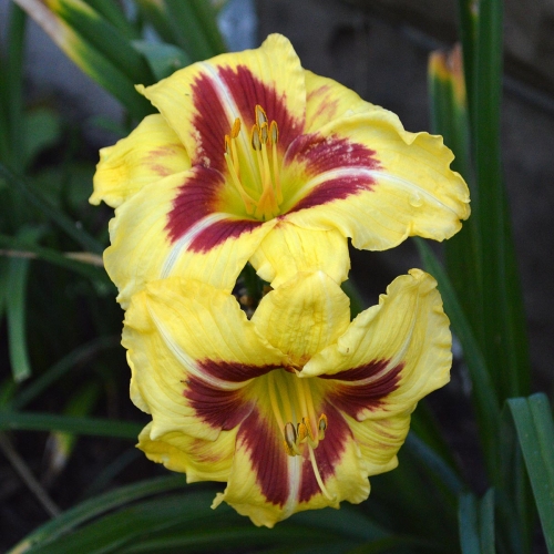 Daylily-Dead-Eye-Dick-1200x-DSC 0200