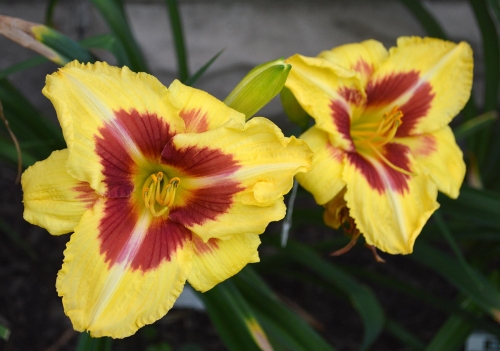 Daylily-Dead-Eye-Dick-1200x-DSC 0413