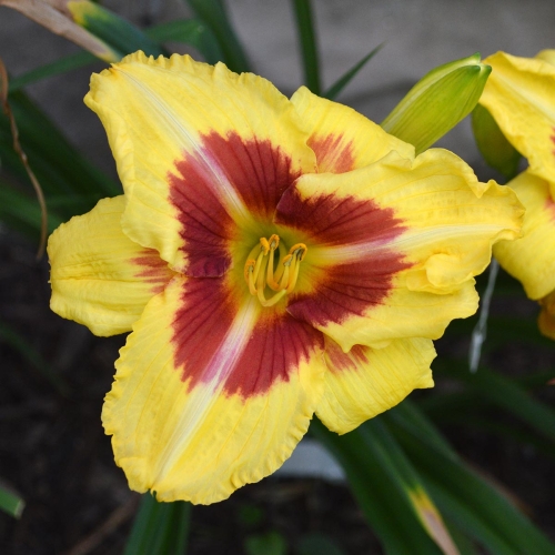 Daylily-Dead-Eye-Dick-1200x-DSC 0414