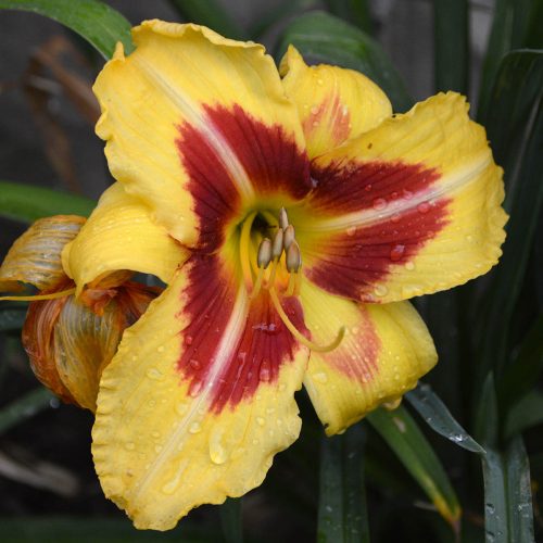 Daylily-Dead-Eye-Dick-1200x-DSC 0652
