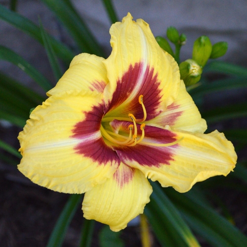 Daylily-Dead-Eye-Dick-1200x-DSC 0782