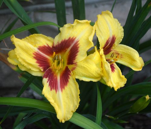 Daylily-Dead-Eye-Dick-1200x-DSC 0851