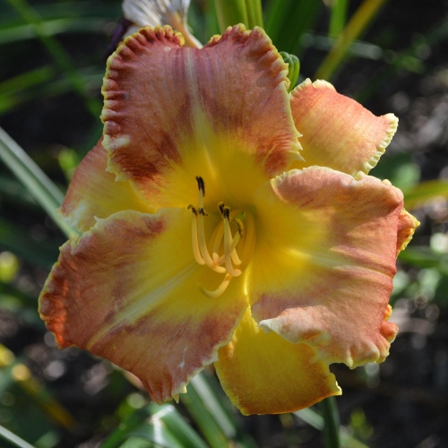 Daylily-Deadliest-Catch-1200x-DSC 0083