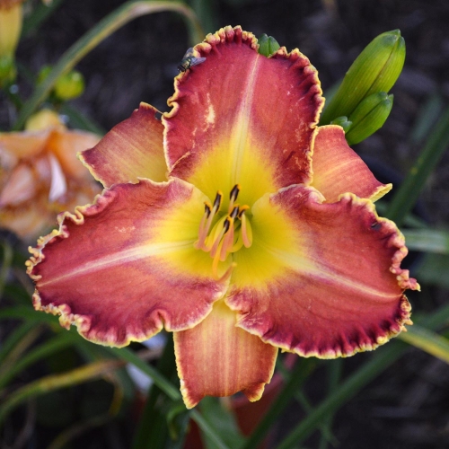 Daylily-Deadliest-Catch-1200x-DSC 0364