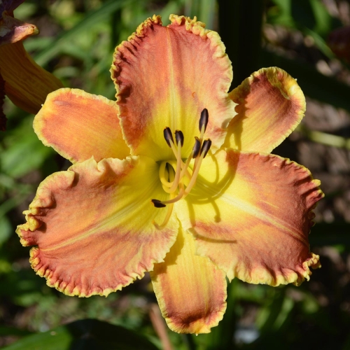 Daylily-Deadliest-Catch-1200x-DSC 0431