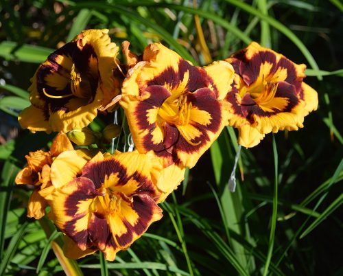 Daylily-Deep-Impact-1200h-1200x-DSC 0447