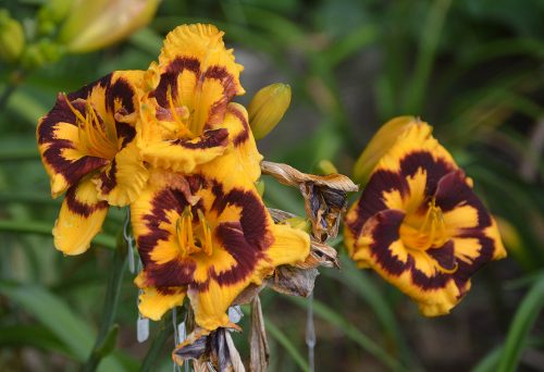 Daylily-Deep-Impact-1200h-DSC 0099