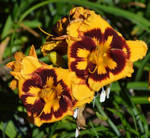 Daylily-Deep-Impact-1200h-DSC 0463