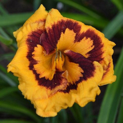 Daylily-Deep-Impact-1200x-DSC 0092