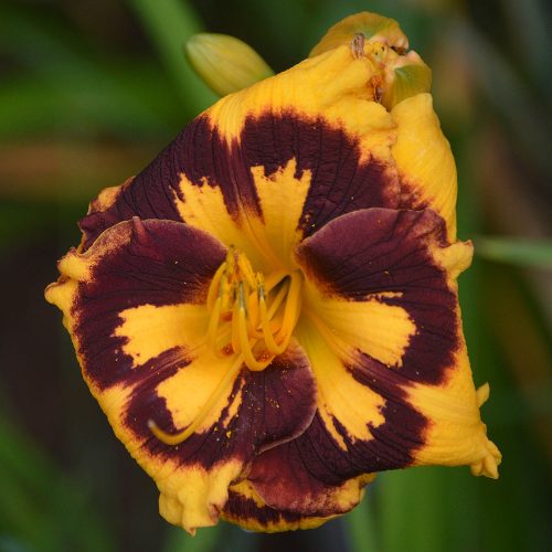 Daylily-Deep-Impact-1200x-DSC 0101