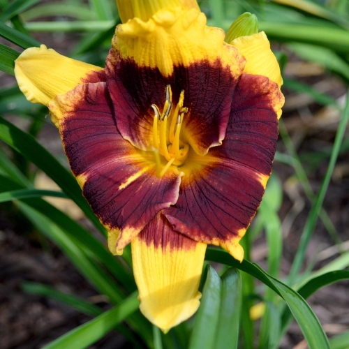 Daylily-Deep-Impact-1200x-DSC 0418