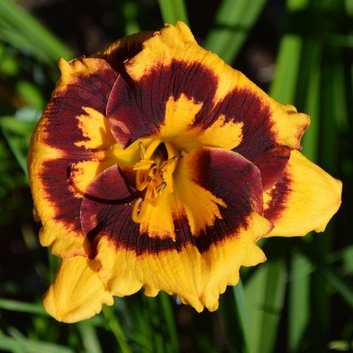 Daylily-Deep-Impact-1200x-DSC 0457