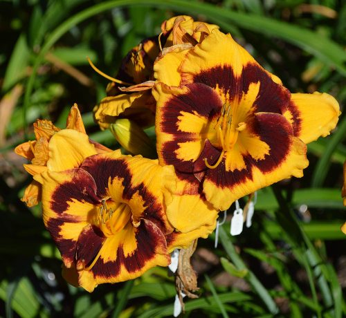 Daylily-Deep-Impact-1200x-DSC 0463