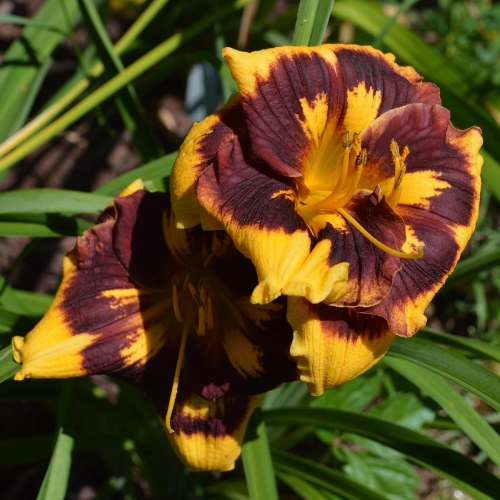 Daylily-Deep-Impact-1200x-DSC 0504