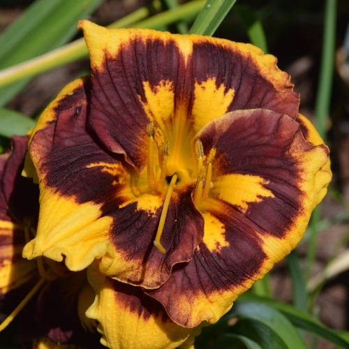 Daylily-Deep-Impact-1200x-DSC 0506