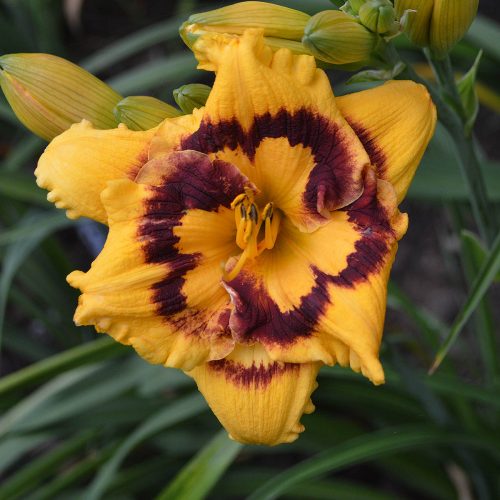 Daylily-Deep-Impact-1200x-DSC 0510