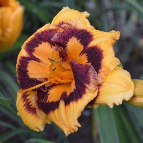 Daylily-Deep-Impact-1200x-DSC 0560