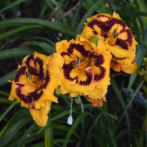 Daylily-Deep-Impact-1200x-DSC 0590