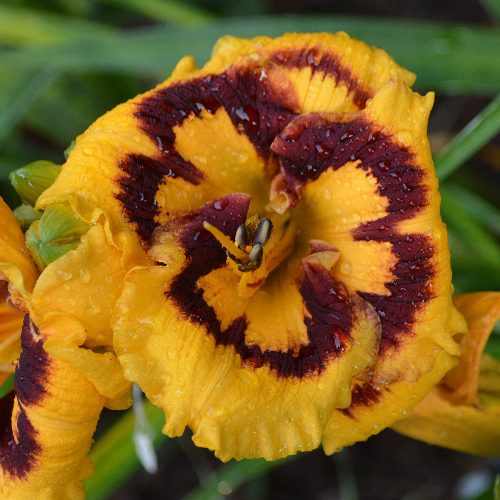 Daylily-Deep-Impact-1200x-DSC 0595