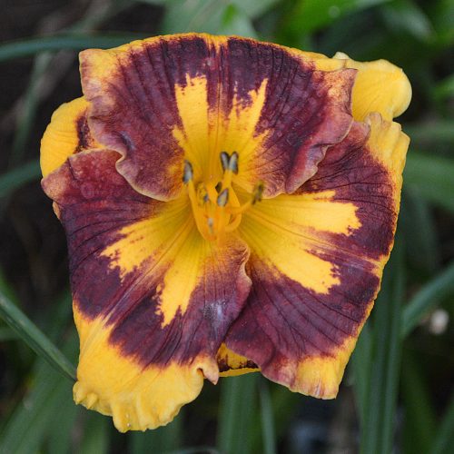 Daylily-Deep-Impact-1200x-DSC 1596