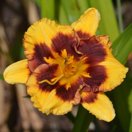 Daylily-Deep-Impact-Tet-1200x-DSC 0746