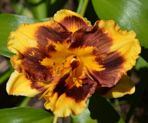Daylily-Deep-Impact-Tet-1200x-DSC 1025
