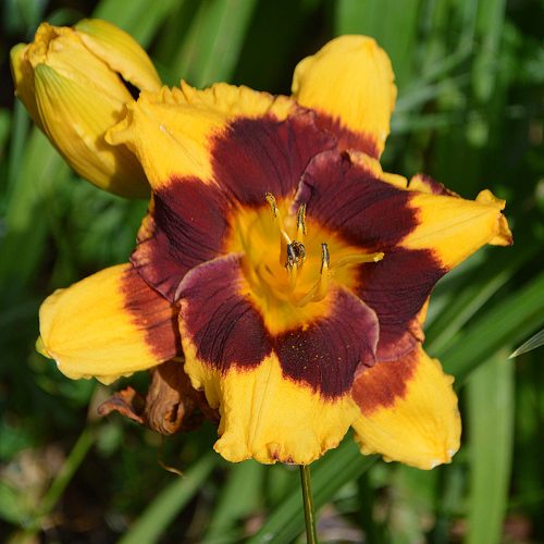 Daylily-Deep-Impact-Tet-1200x-DSC 1428