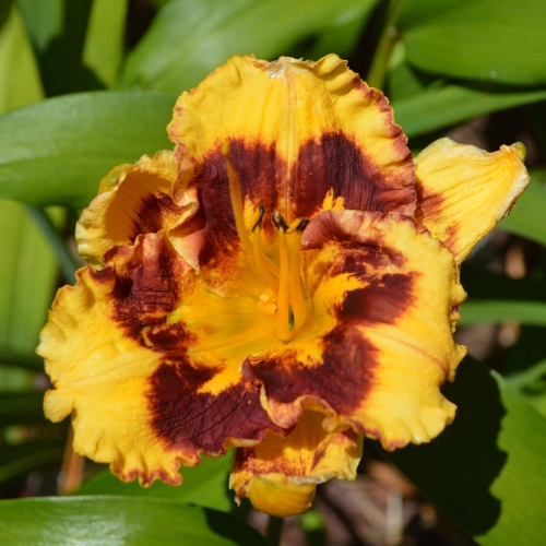 Daylily-Deep-Impact-Tetraploid-1200x-DSC 0157
