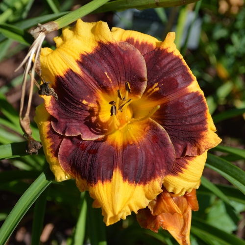 Daylily-Deep-Impact-diploid-1200x-DSC 0477