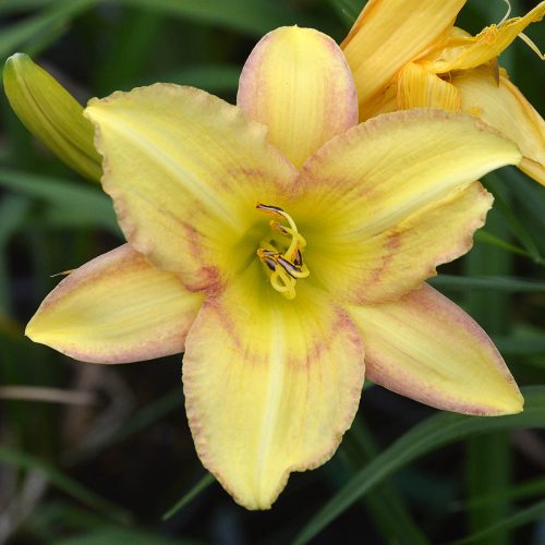 Daylily-Delicate-Design-1200x-DSC 0302