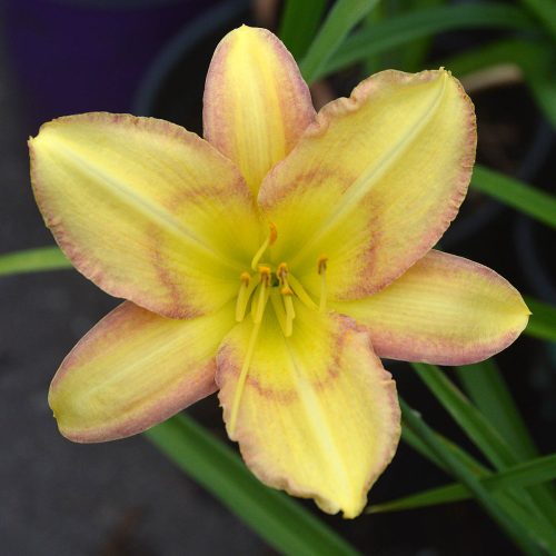 Daylily (Hemerocallis) Delicate Design