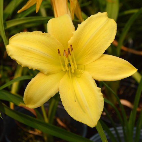 Daylily-Delicate-Design-1200x-DSC 0330