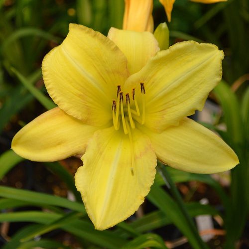 Daylily-Delicate-Design-1200x-DSC 0335